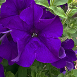 Petunia Surfinia Blue